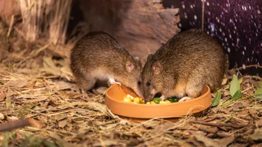 Bandicoot.Hazel.Andcrash.Eating.WILD.LIFE.Sydney (1)