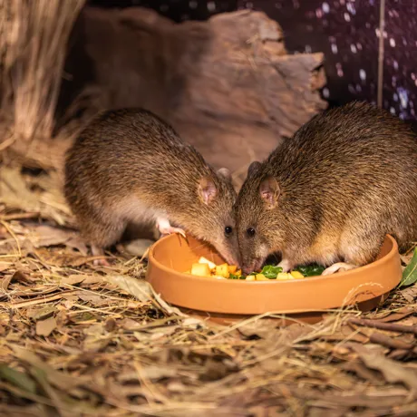 Bandicoot.Hazel.Andcrash.Eating.WILD.LIFE.Sydney (1)