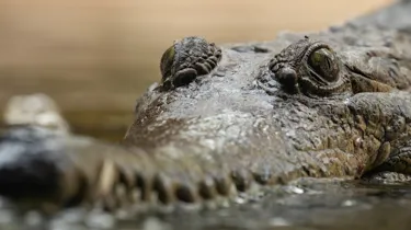 Freshcrocs 9350 Benholgate