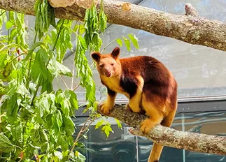 Welcome Kofi - First Tree Kangaroo at WILD LIFE Sydney Zoo