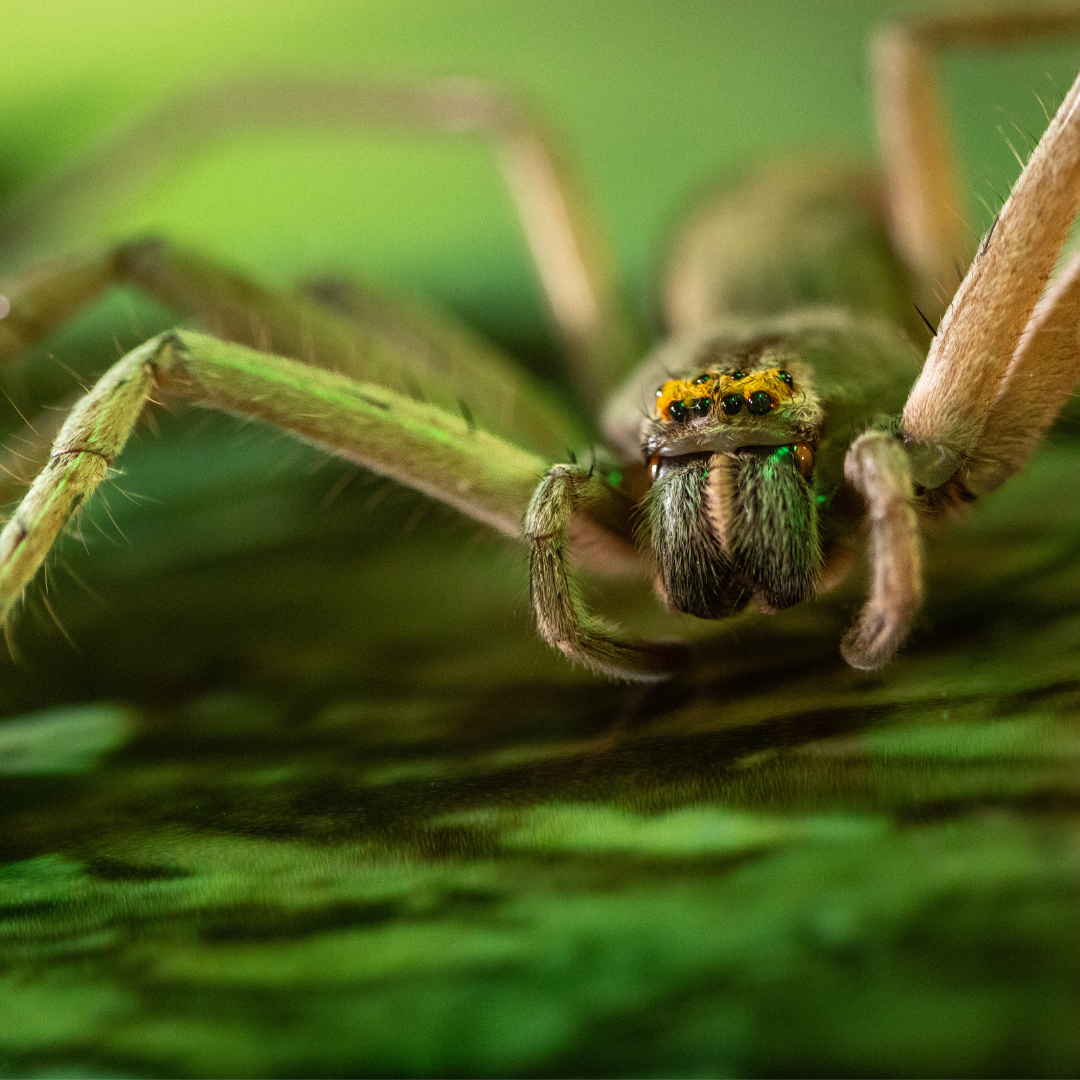 Bugbox Green Bellied Huntsman