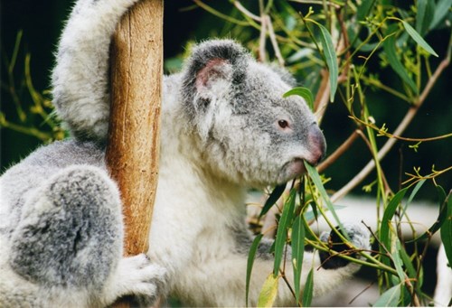 Koala eating leaves with powerful jaws