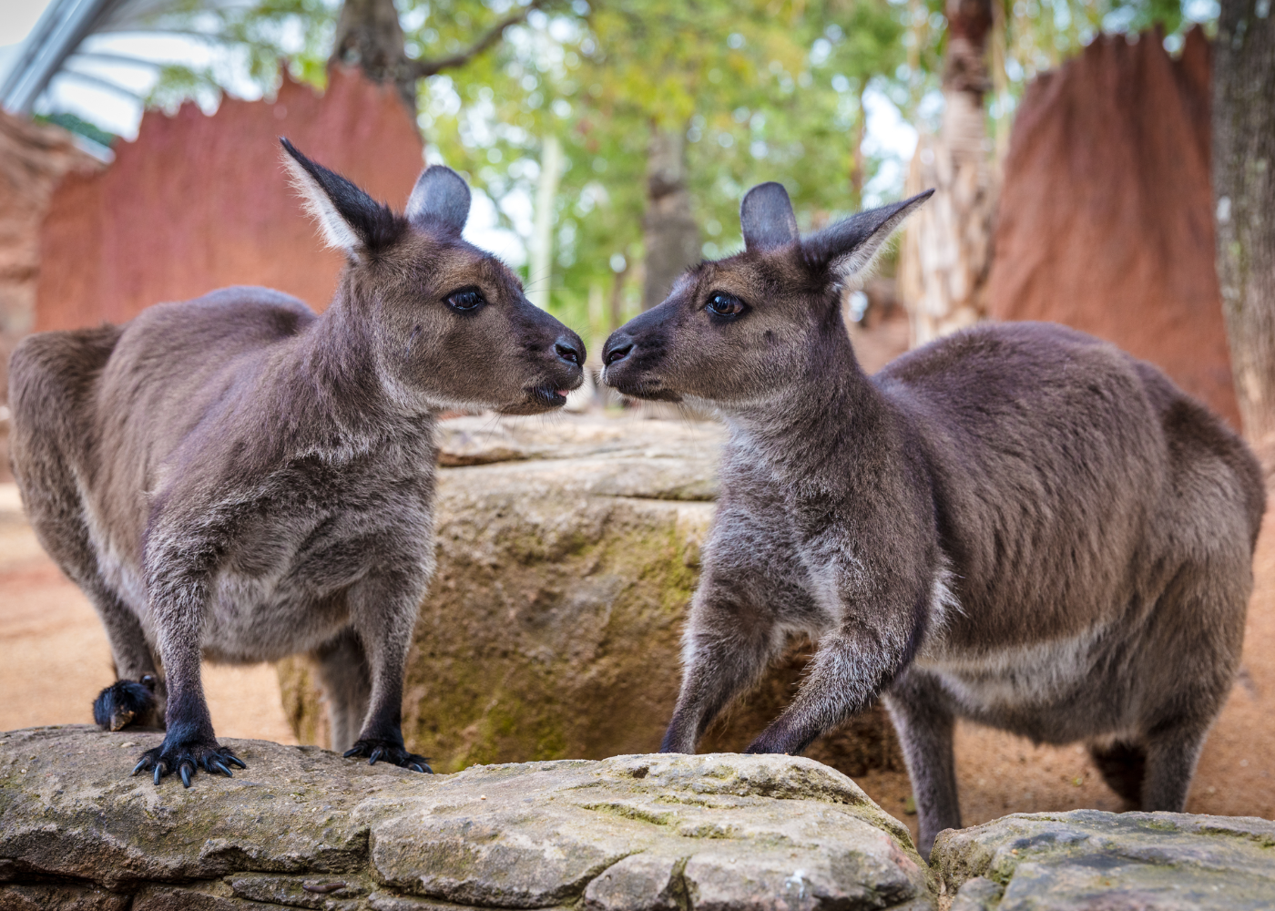 Aussie Big Five Kangaroo (1)