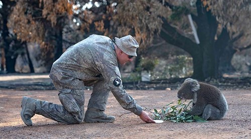 Military man feeding koala that lost its habitat