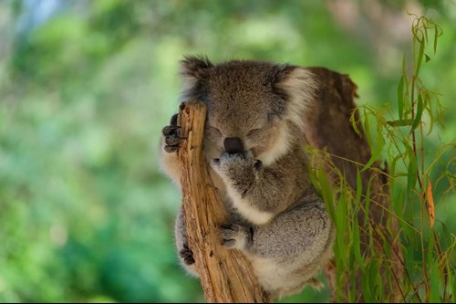 Koala sitting in tree licking hand