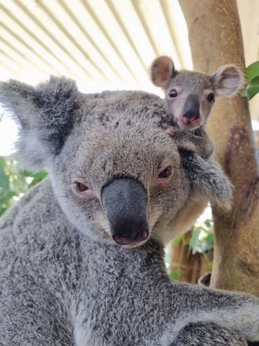 Male Koala Joey Needs A Name | WILD LIFE Sydney Zoo