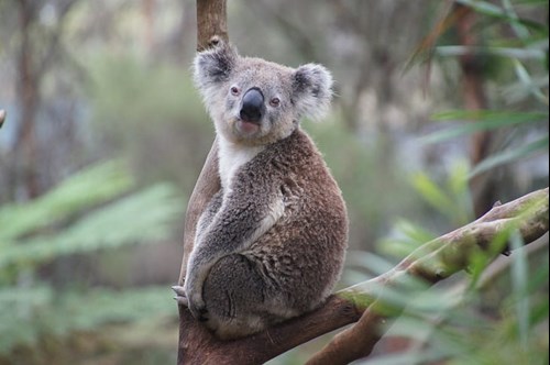 Koala smelling the air