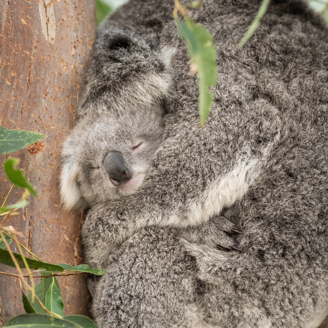 WILD LIFE Sydney Zoo July2024 Koala Joey03