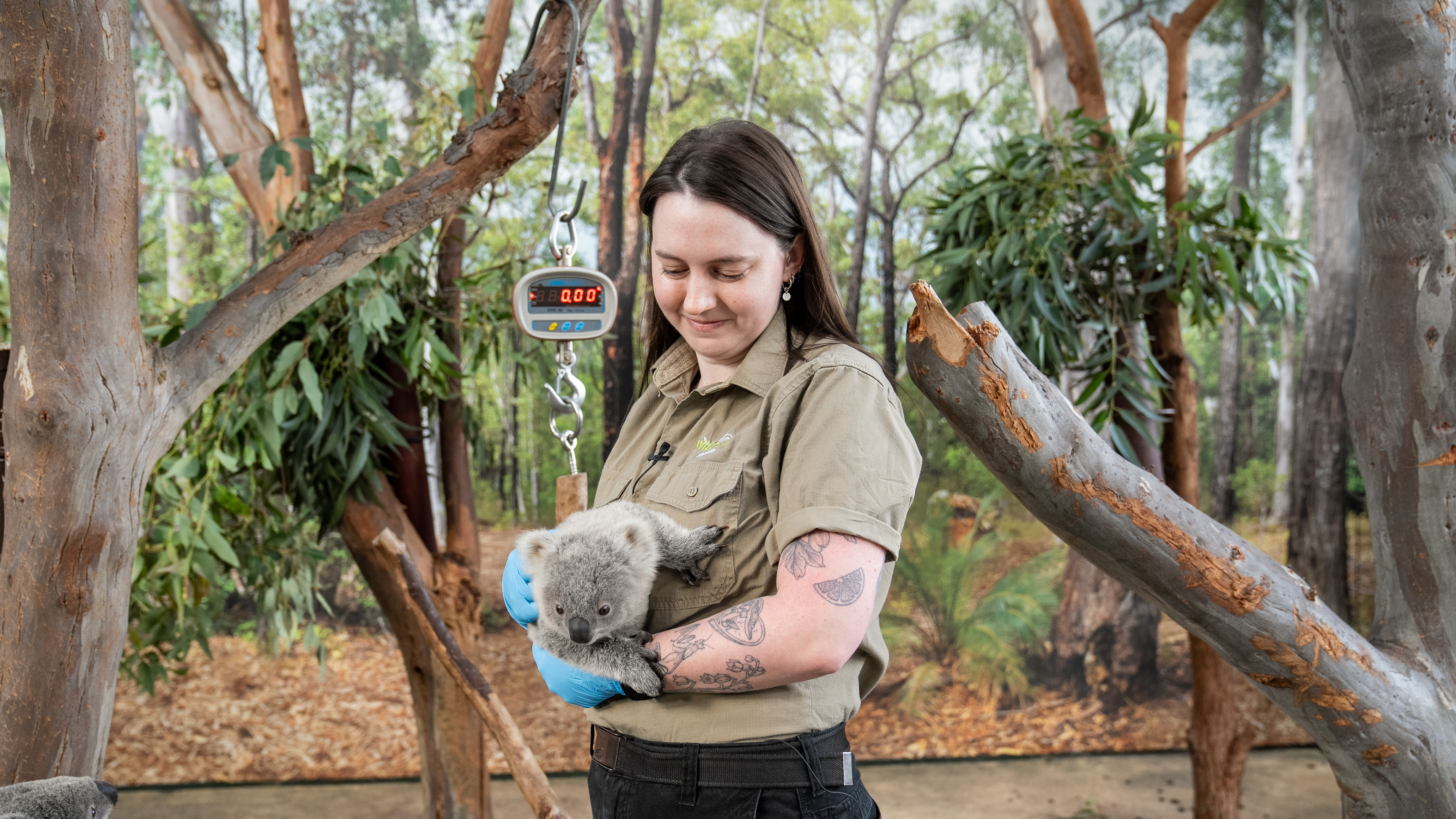 Koala Keeper Lily Williams Prepares To Weigh Koala Joey (1) WILD LIFE Sydney Zoo