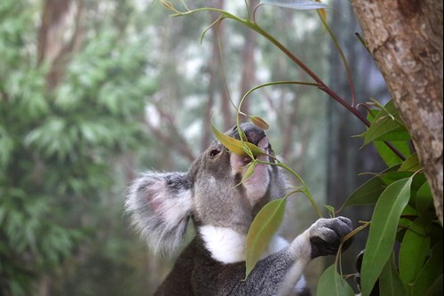 Koala eating leaves