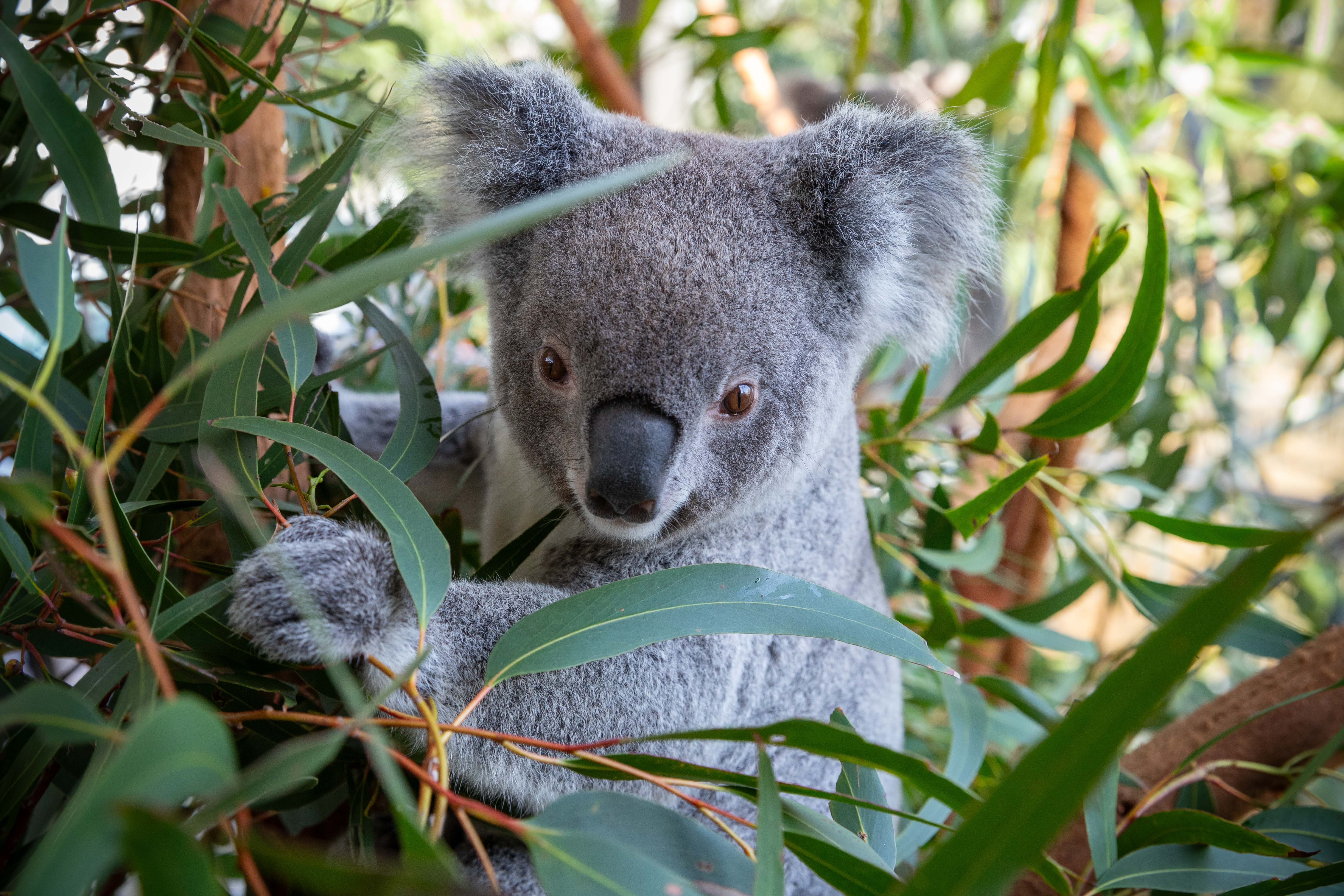 Koala's: Fun Facts & More - WILD LIFE Sydney Zoo