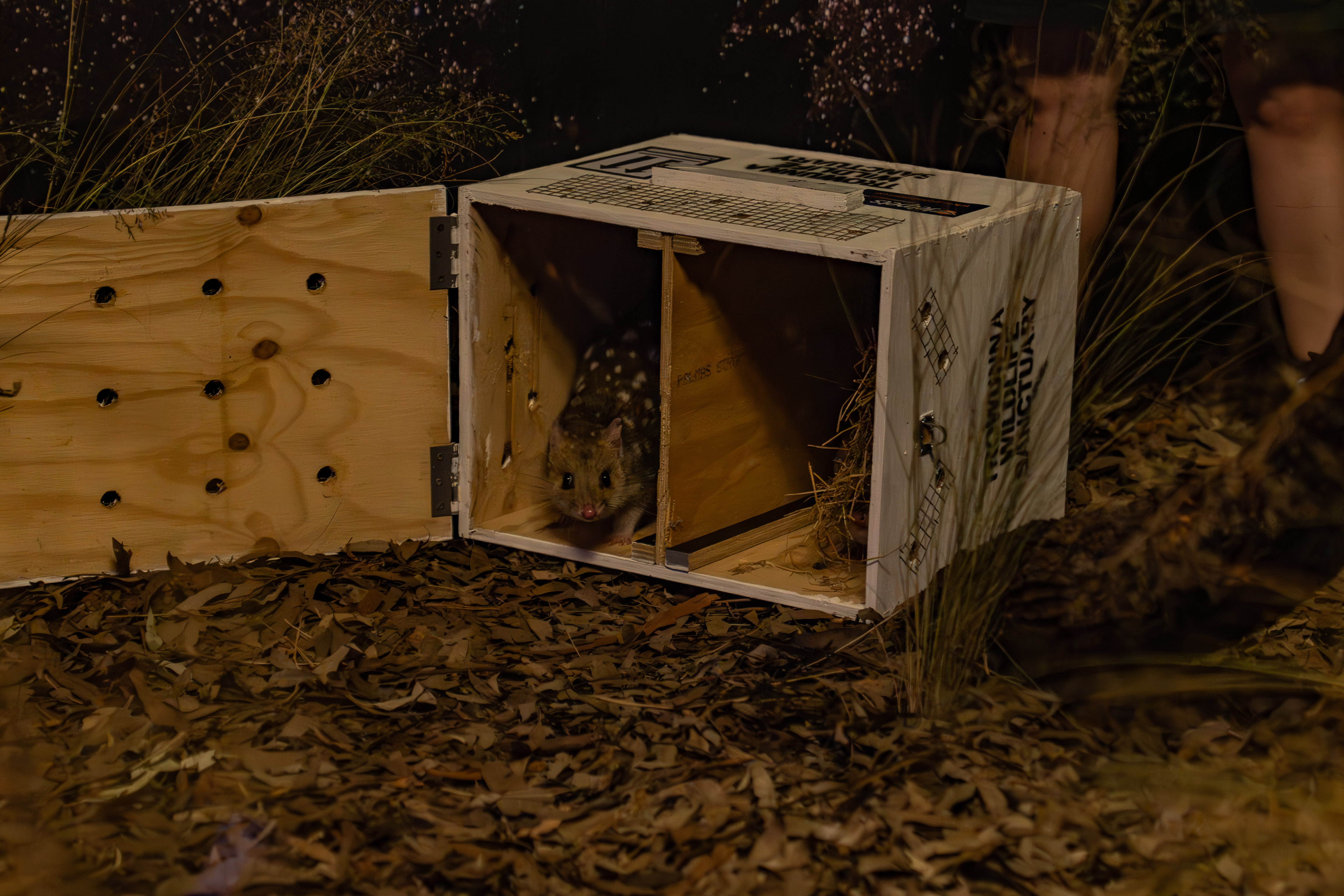 Eastern Quoll Exit Transport Crate WILD LIFE Sydney Zoo