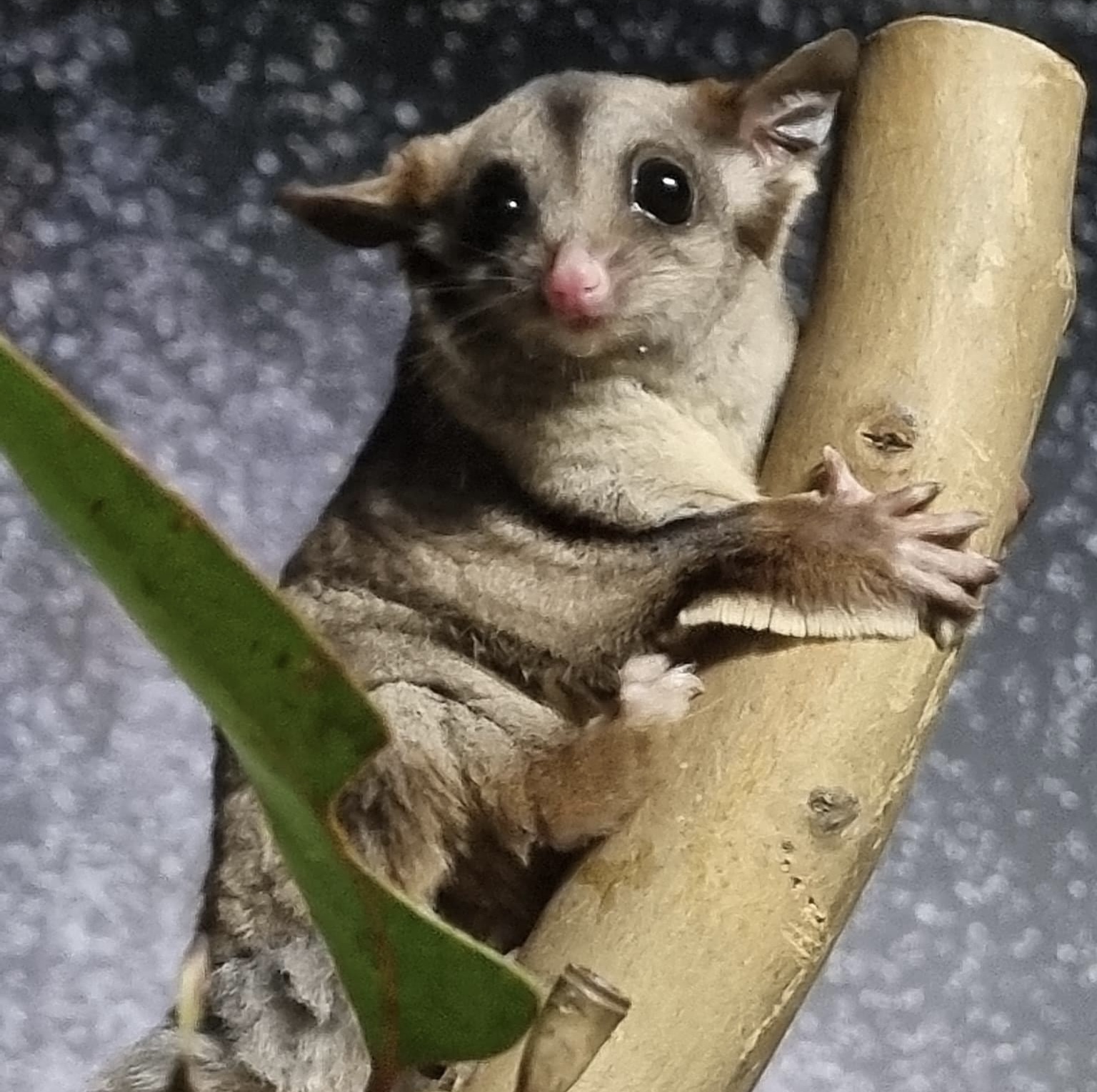 Sugar Gliders Weigh-In | WILD LIFE Sydney Zoo