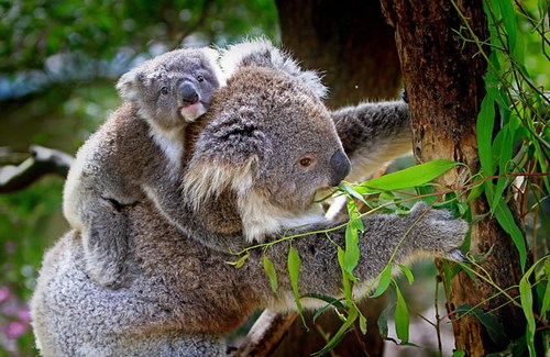 Joey on mother koala's back