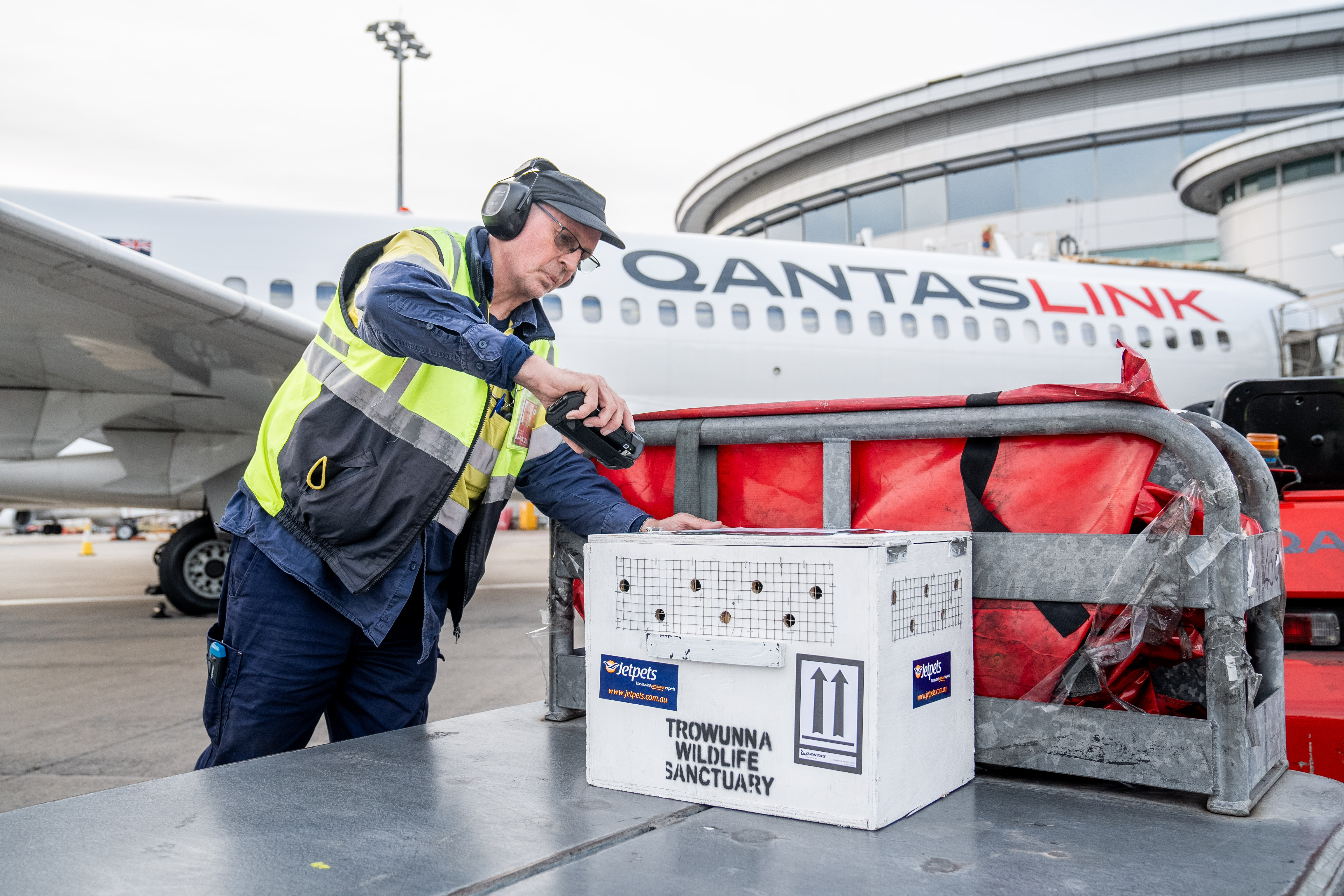 Eastern Quolls Arrive In Sydney Via Qanta Flight WILD LIFE Sydney Zoo