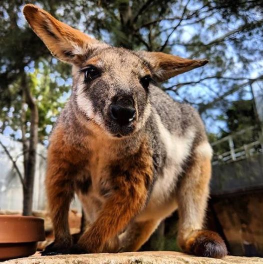 Wallabies | WILD LIFE Sydney Zoo