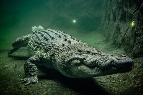 crocodile animal