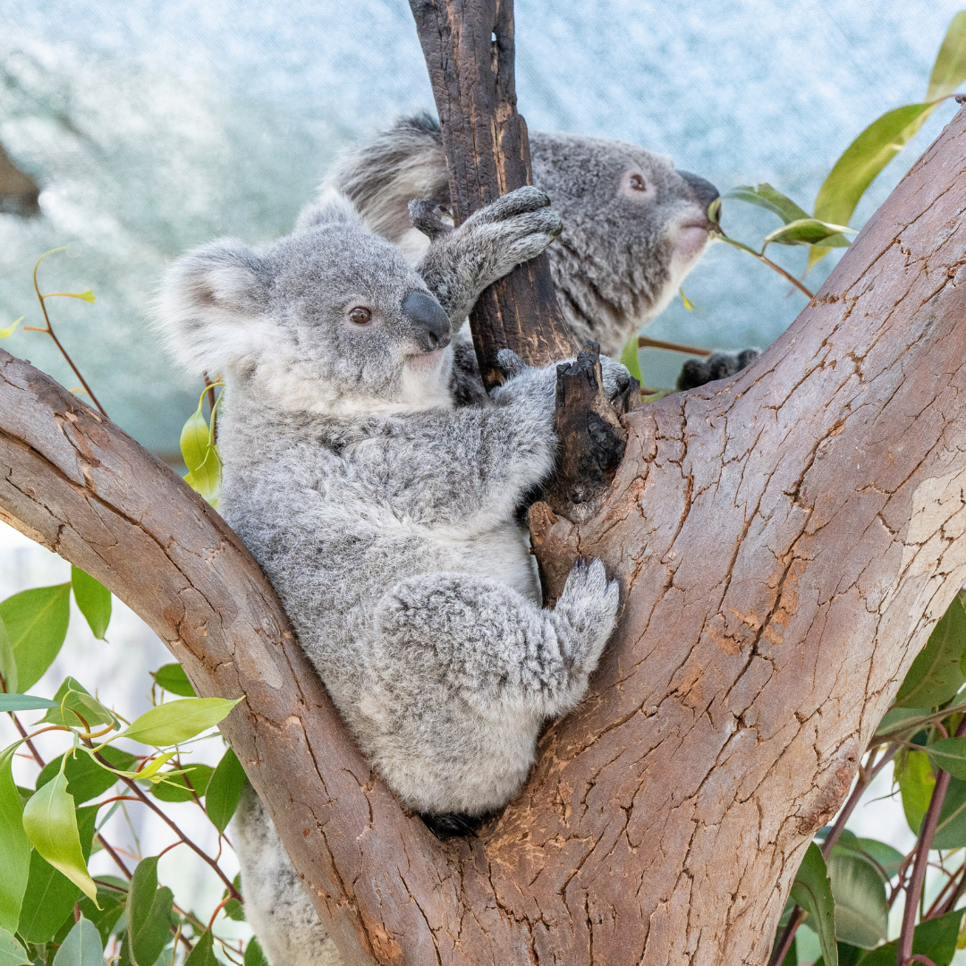 Koala and Joey PR