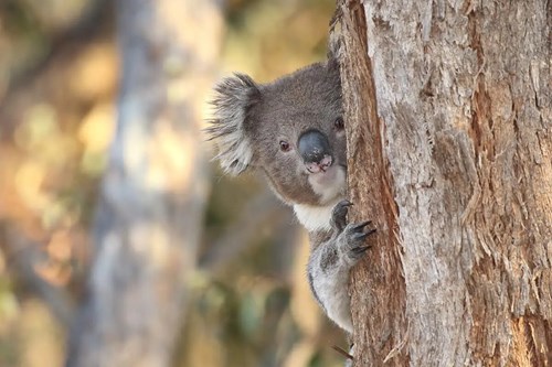 Koala in a tree within its home range