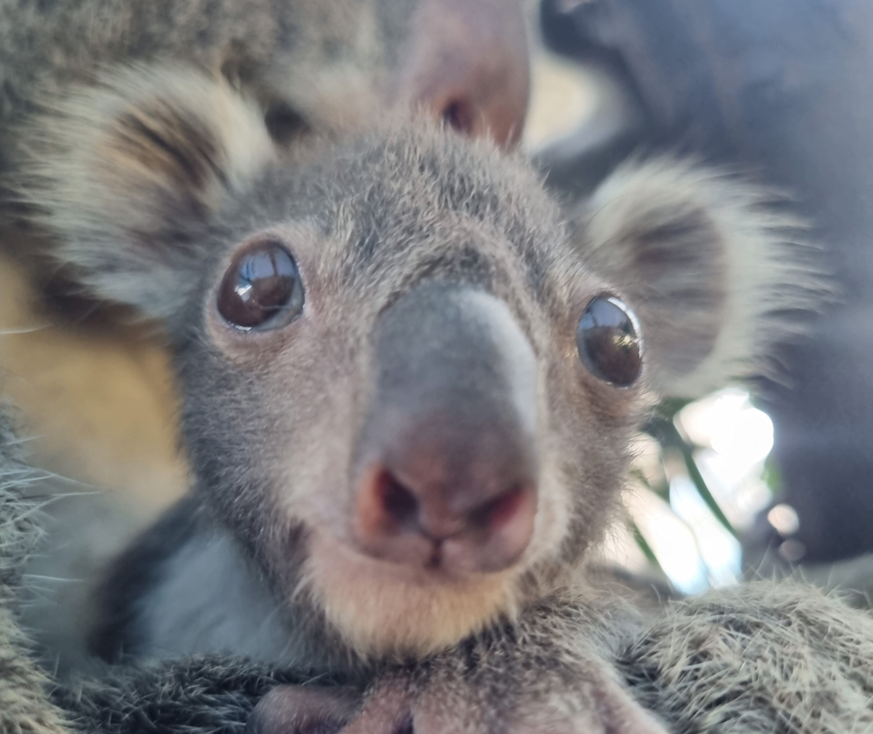 First Koala Joey Of The Year Needs A Name