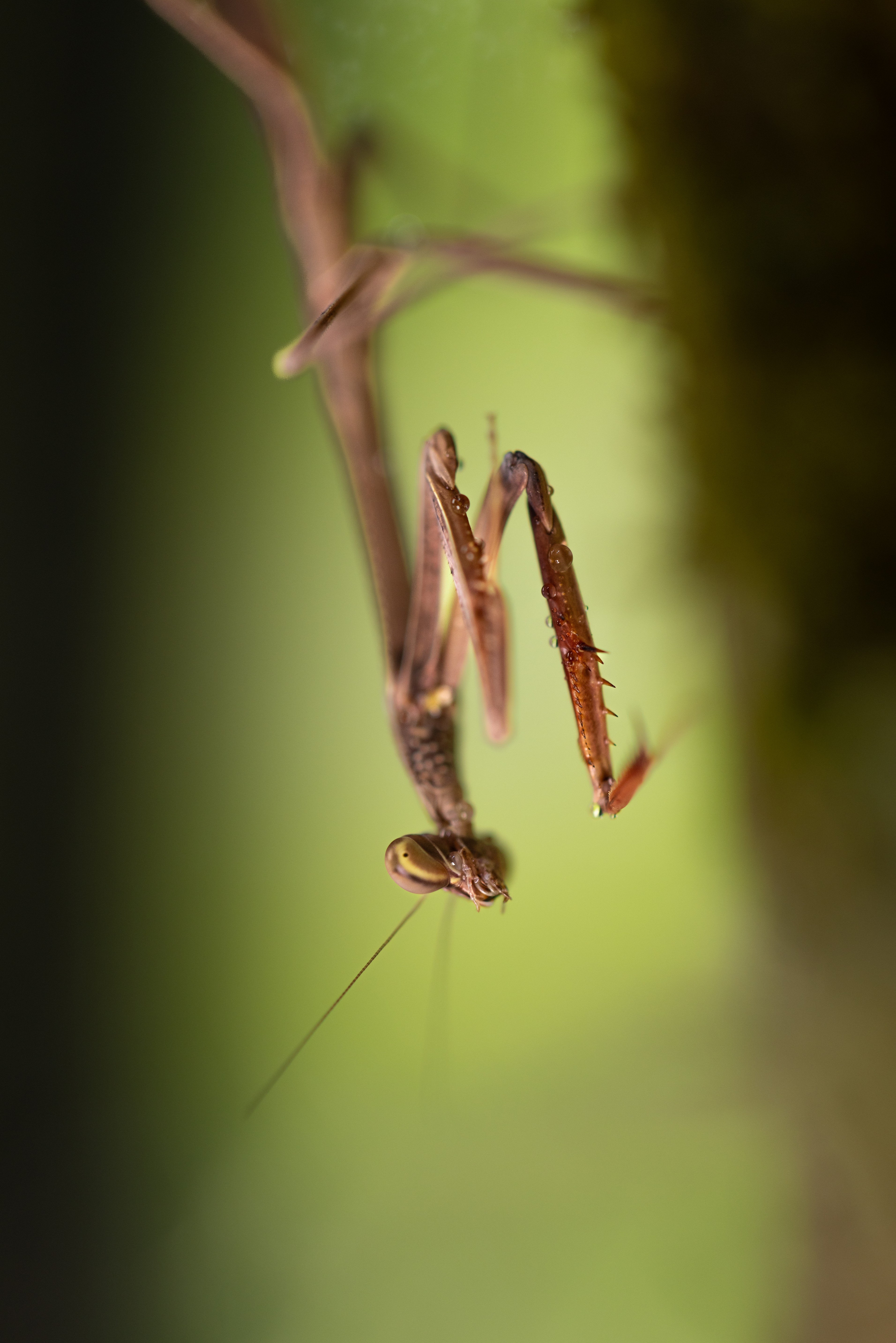 Monster Mantid 2