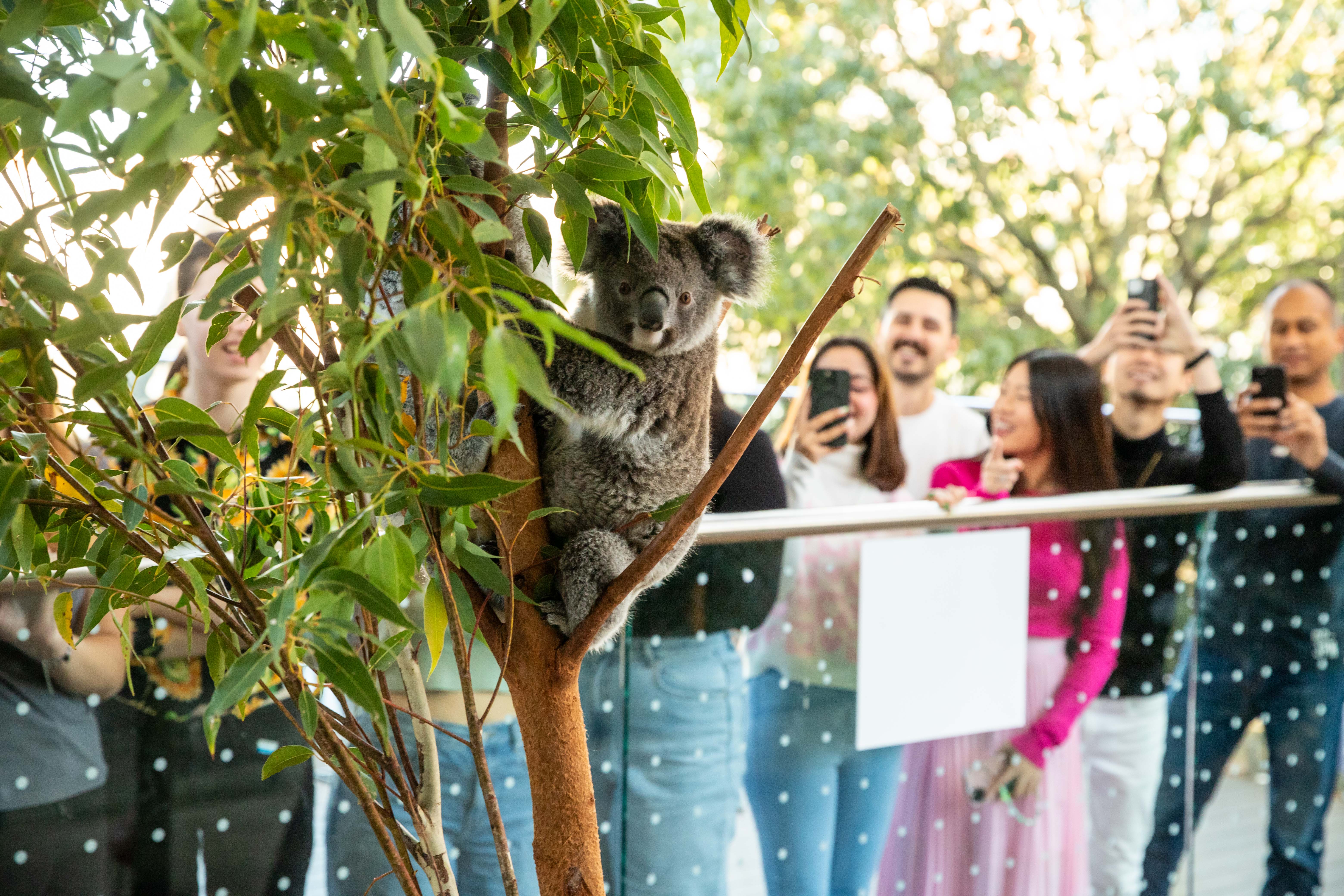 Koala Breakfast